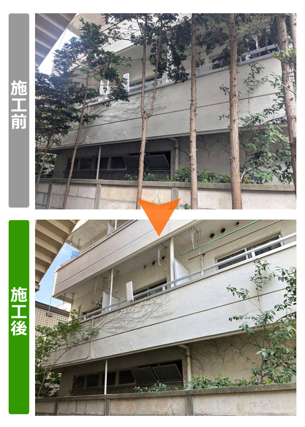 ビル裏の樹木伐採・越境枝の解消(2026年4月)ビフォアアフター写真
